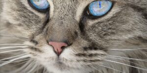 Les studios du Loto ouvrent enfin leurs portes… et en Suisse, chiens et chats visent déjà la célébrité